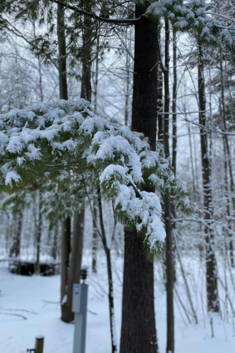 Snowy tree branch